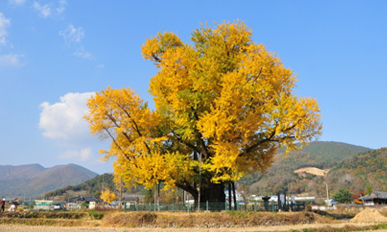 울주 구량리 은행나무