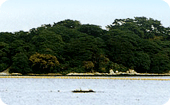 목도 상록수림